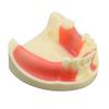 Dental Model Dentistry Implant Practice Training Model For Cutting Implant And Suturing Practice with Cancellous Bone Dental Lab