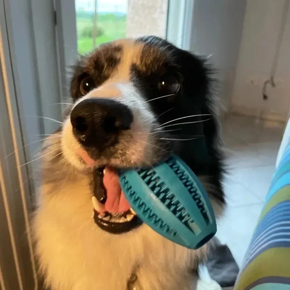 Pet Dog Toys Chew For Dogs Toy Teeth Cleaning Snack Ball Natural Rubber Super Hard Pets Products Accessories Supplies Home
