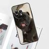 Cute Pug Dog Case For OnePlus Nord CE 5 3 4 Lite N20 N30 OnePlus 15 13 12 11 10 Pro 12R 13R 10T 13T Cover
