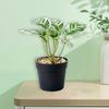 Pianta artificiale in vaso Realistico Non appassisce Senza irrigazione Riutilizzabile Piccola decorazione domestica Forniture per soggiorno di piante verdi in vaso finte