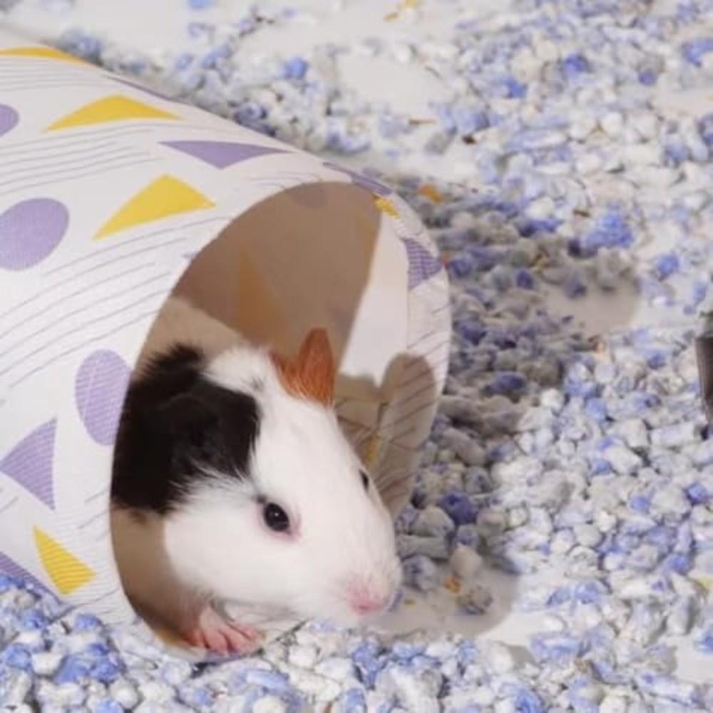 Tunnel Design Guinea Pig Tunnel Breathable Small Pet Hiding Toys Dutch Pig Toys  Small Pets