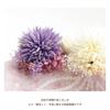 [Noelmarket] Hair Ornament for Yukata, Handmade in Japan, Preserved Flower, Baby's Breath, Dahlia-style Flower, Tassel, for Coming-of-Age Ceremony,