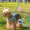 Köpek – Köpek Tasmaları ve Tasma Kayışları