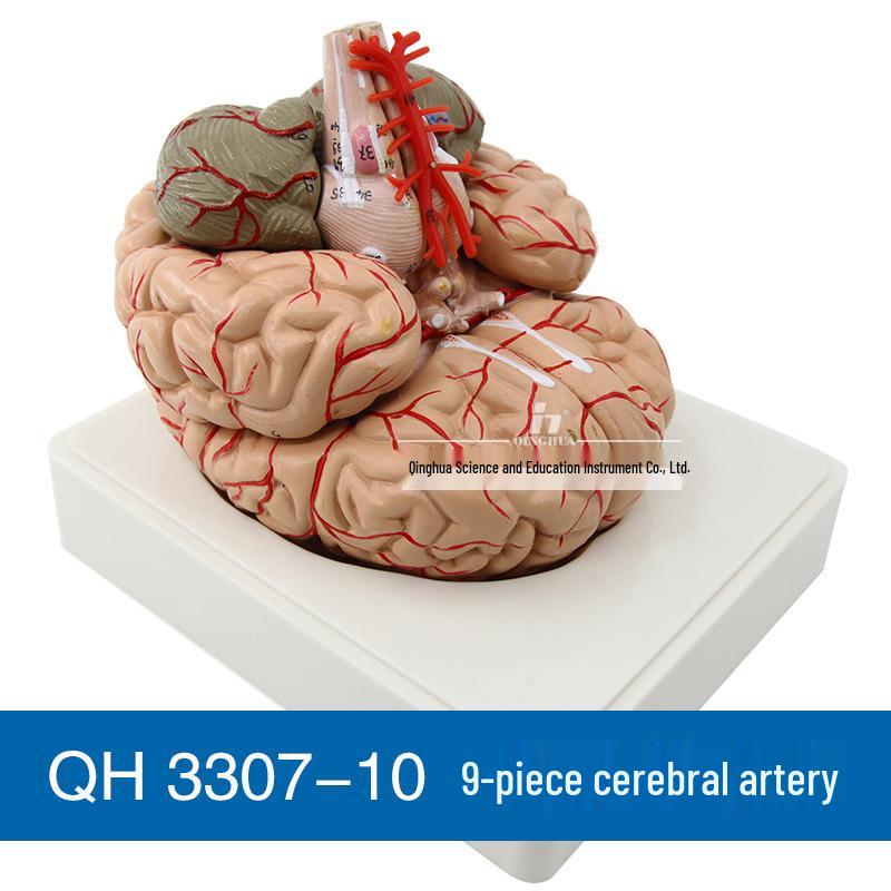 Qinghua 4D Anatomisches Modell des menschlichen Gehirns und zerebrovaskuläres Modell für die medizinische Ausbildung