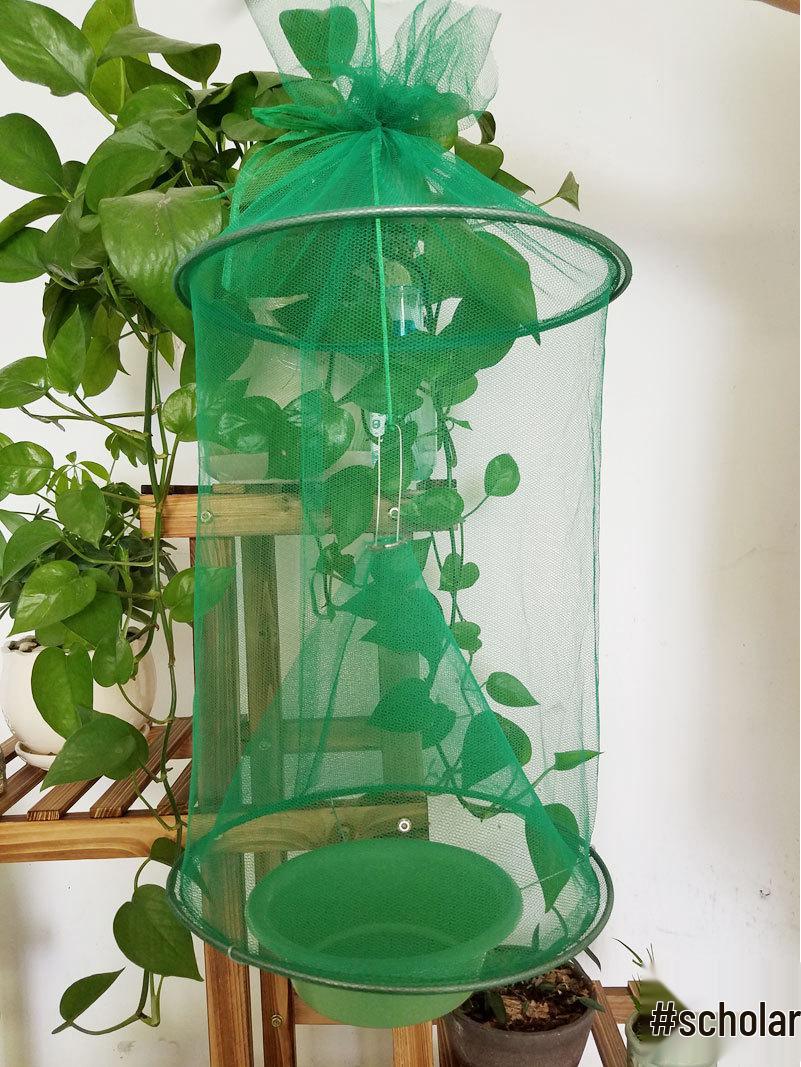 

Eco-friendly Hanging Drawstring Fly Trap Cage | Foldable Fly Catcher & Killer зелёный
