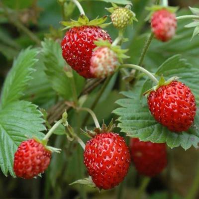 50 Seeds of Wild Strawberry "Queen of the Valleys" "Fresh and Organic Seeds"