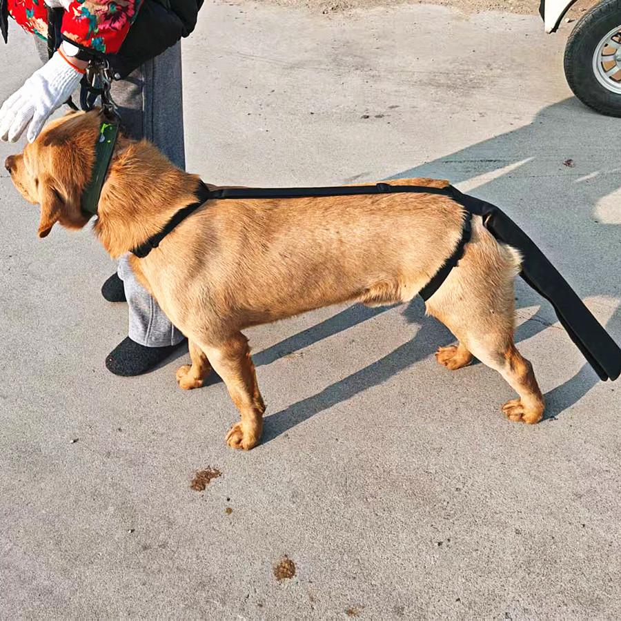 Adjustable Dog Tail Protector: Injury, Hair Loss, Grooming Aid, Anti-lick/Bite Guard