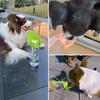 Tragbare Hunde-Wasserflasche Silikon Auslaufsicher Welpen Katzen Wasserspender Spaziergang Trinknapf Für Kleine Große Hunde Haustierbedarf