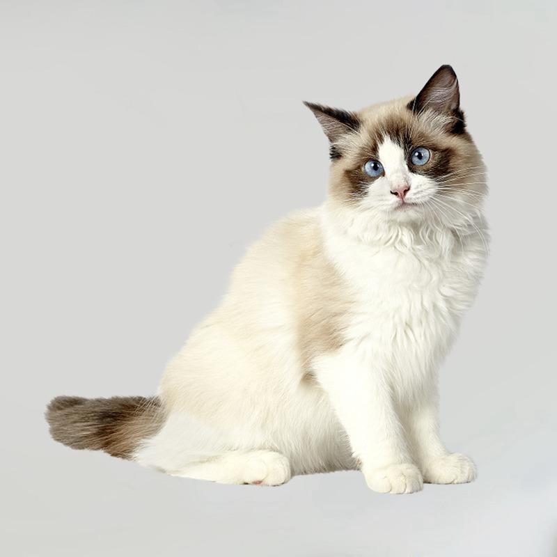 Tri koshki RC035 Anime Dog Ragdoll Sticker Waterproof PVC Decoration Door Living Room Kids Room