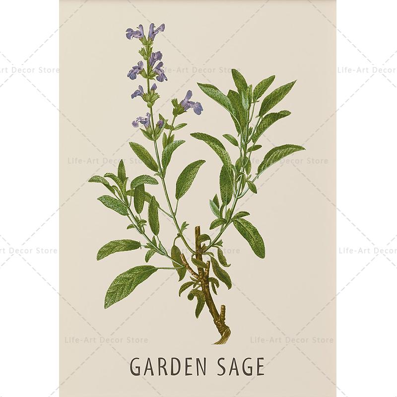 Roślina, kwiat, badania, plakat retro, druk botaniczny, plakaty ziołowe, obraz vintage na płótnie, obraz na ścianę do salonu,