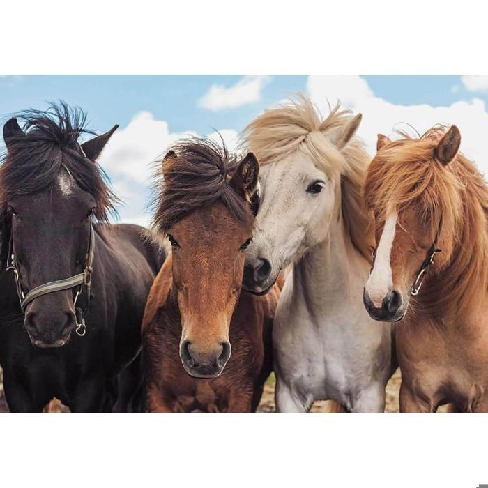 Puzzles 2 x 24 pièces : L'amour des chevaux