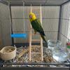 Natural Wooden Bird Ladder Parrot Climbing Toy with Hooks for Cage, Hanging Step Stairs for Parakeets, Cockatiels, Lovebirds & Small Birds Exercise