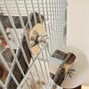 Bird Toy Parrot Perch Ladder Grinding Stand for Cage Easy to Install X3UC