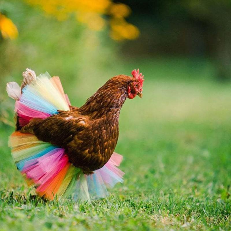 Tutu Skirt Chickens Ducks Geese Handmade Netting Ruffled Pet Costume Colorful Vertical Stripe Half