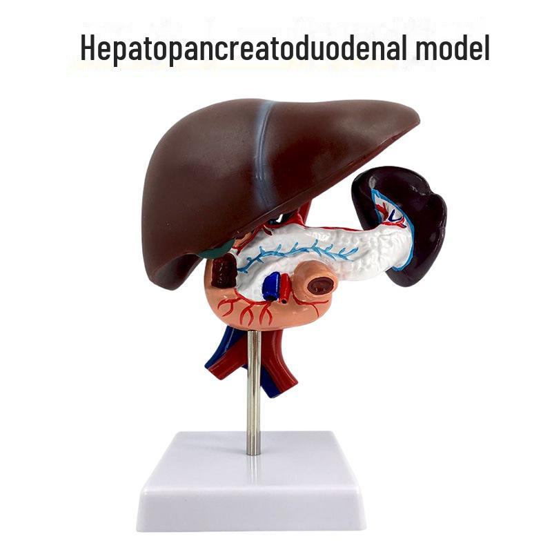 

Высокореалистичная модель анатомии печени и гепатобилиарной системы с поджелудочной железой, селезенкой, двенадцатиперстной кишкой и поражениями