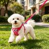 Köpek – Köpek Tasmaları ve Tasma Kayışları