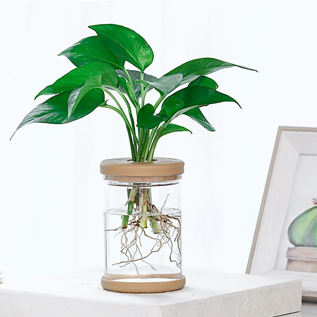 Self Watering Flowerpots Indoor Miniature Succulents Planter Tabletop Vase Suitable for Various Inner Decoration Setting