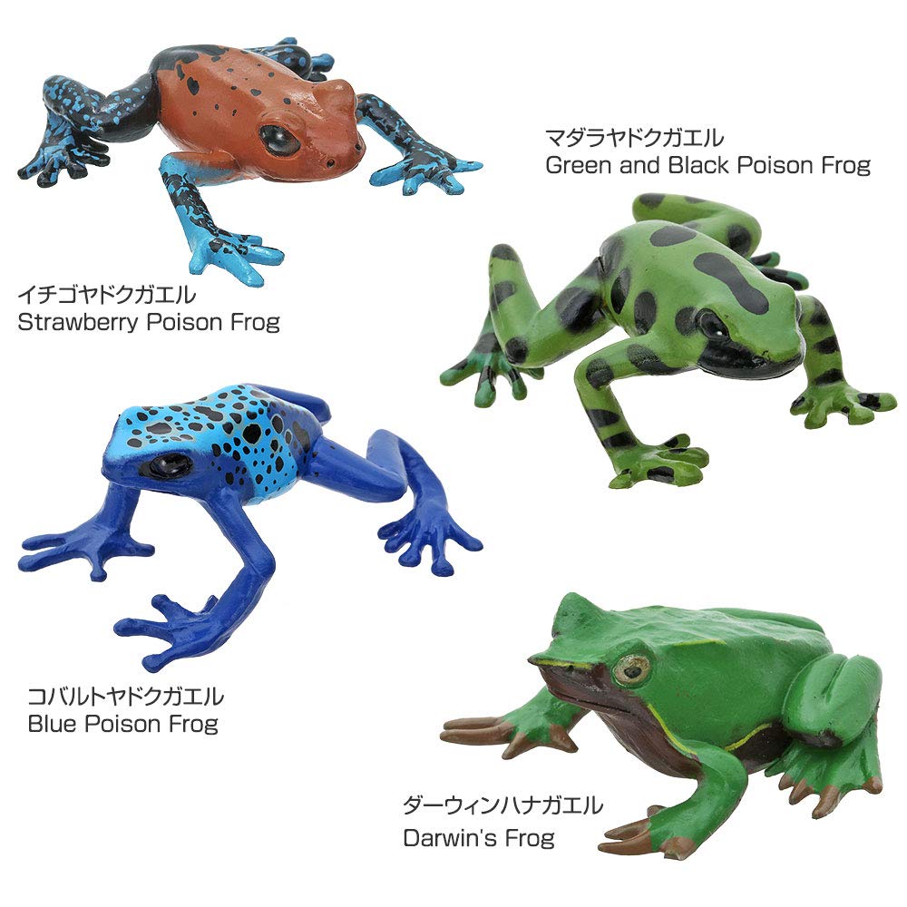 Calorata Frog 3D Encyclopedia Frogs with Realistic Figures Birthday Gift Sanitation Law Figure Box Christmas Gift (16 Instructions) (Educational Toys)