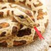 Snake Stuff Doll Room Ornament Creative Giant Plush Toy Animal