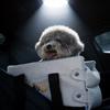 Haustierbett für das Auto mit weichem Leinenmaterial für kleine Katzen, für den Innen- und Außenbereich