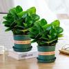 Easy-Care Sedum Succulent: Year-Round Indoor Hydroponic Plant for Office Desks
