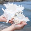 Natural Conch Shell Decors Large Natural Seashells for Fish Tanks Wedding Decoration Beach Theme Party Home Decorations