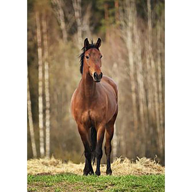 At DIY 5D Elmas Boyama Tam Yuvarlak Matkap Hayvan Elmas Nakış Çapraz Dikiş Mozaik Kitleri Reçine Duvar Sanatı Ev Dekor