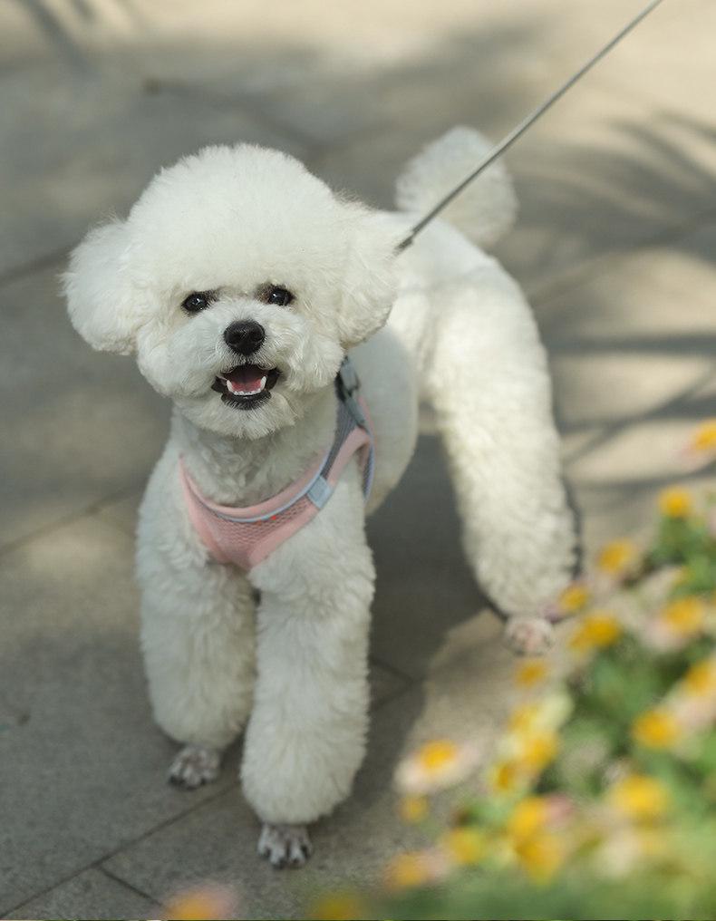 Breathable Vest-Style Pet Harness & Leash for Small Dogs & Cats