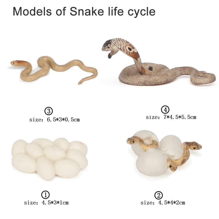 Montessori Animal Life Cycle Board Children Toy Teaching Aids Plant Growth Cycle Model Set preschool cognitive Early education
