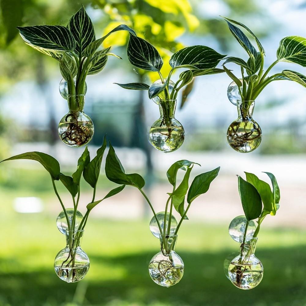 4pcs/set with Suction Cups Plant Hydroponic Vase Transparent Hanging Fish Tank  Living Room