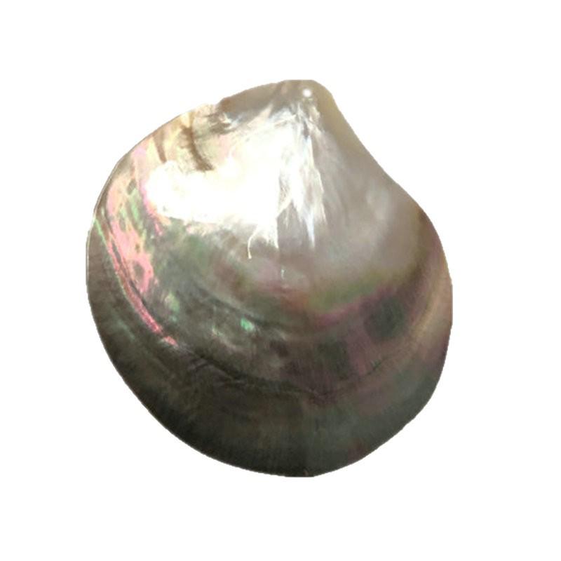Natural Blacklip Pearl Irregular Pieces: Clothing Pendants, Charms, Caviar Dishes, Home Ornaments, DIY Accessories
