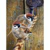 5D-Diamant-Malerei-Set zum Selbermachen, ruhender Vogel, Kunst, Diamant-Stickerei, Strass-Dekorationen für Zuhause