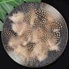 50pcs Small Size Natural Feathers Natural Color Spotted Pattern Fowl Feathers Multicolo Real Plumes Spotted Feathers