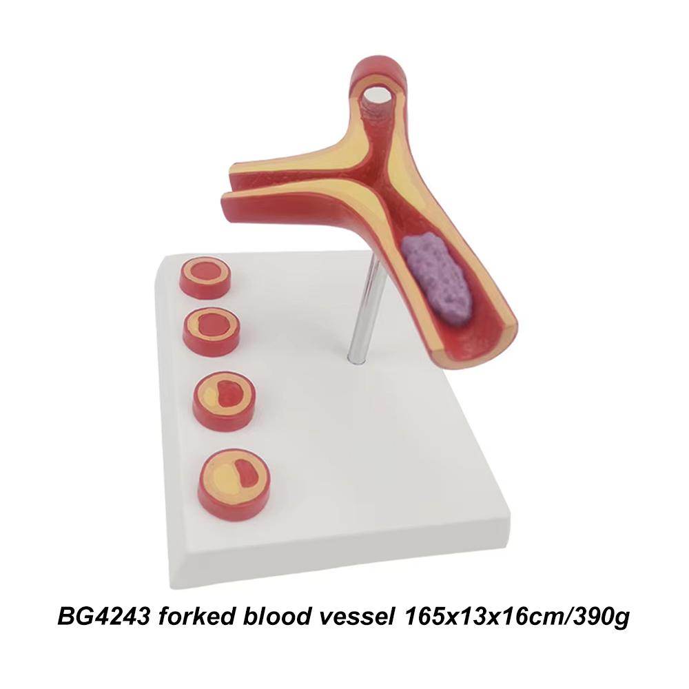 Medical teaching tools Skeleton PVC model Student teaching equipment Knee joint model Skin Model Vertebral model