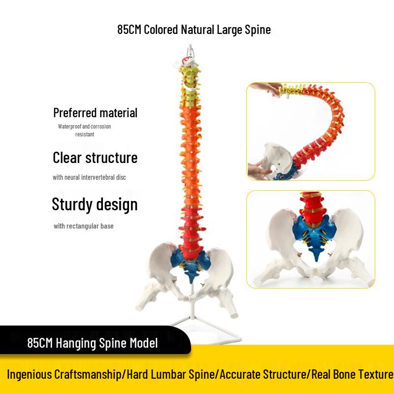 Adult 1:1 Human Spine Model for Chiropractic Practice - Cervical, Lumbar, and Skeleton Display