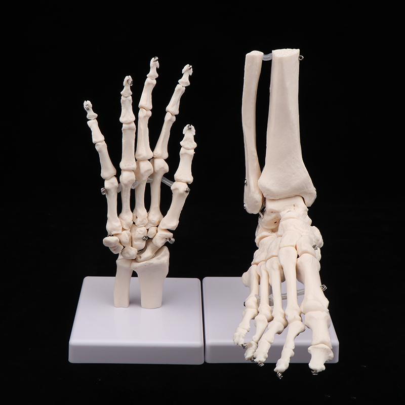 Anatomical Hand And Foot Skeleton Model Showing Ulna And Radius Portray Natural Movement Of Human Hand Foot