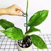 20Pcs Plant Supports Stakes Green Plant Sticks Support Potted Single Vine Stem Fixing Rod Holder Reusable Plant Anti Lodging