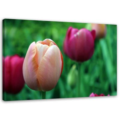 Canvas Print, Pink Tulips