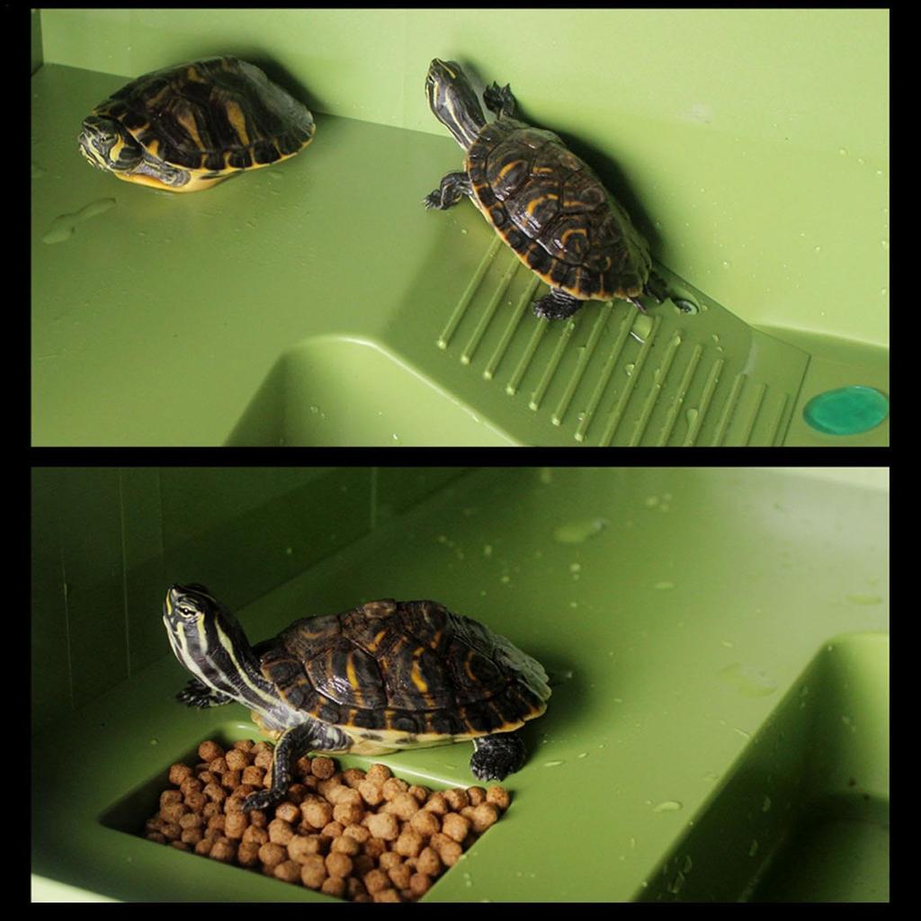 Feeding Table Versatile Aquatic Turtle Basking And Climbing Natural Habitat Aquarium Accessory