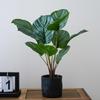 Artificial Turtle Back & Caladium Leaf Plants - Small Potted Decorations for Office, Living Room, or Coffee Table