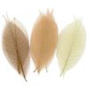 Skeleton Leaves Natural Assortment 8 Cm 20 Pieces