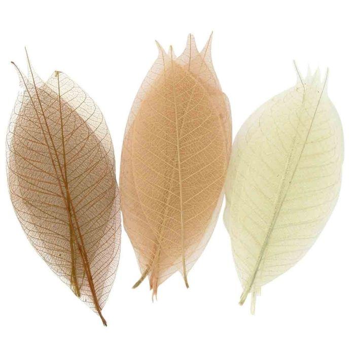 Skeleton Leaves Natural Assortment 8 Cm 20 Pieces