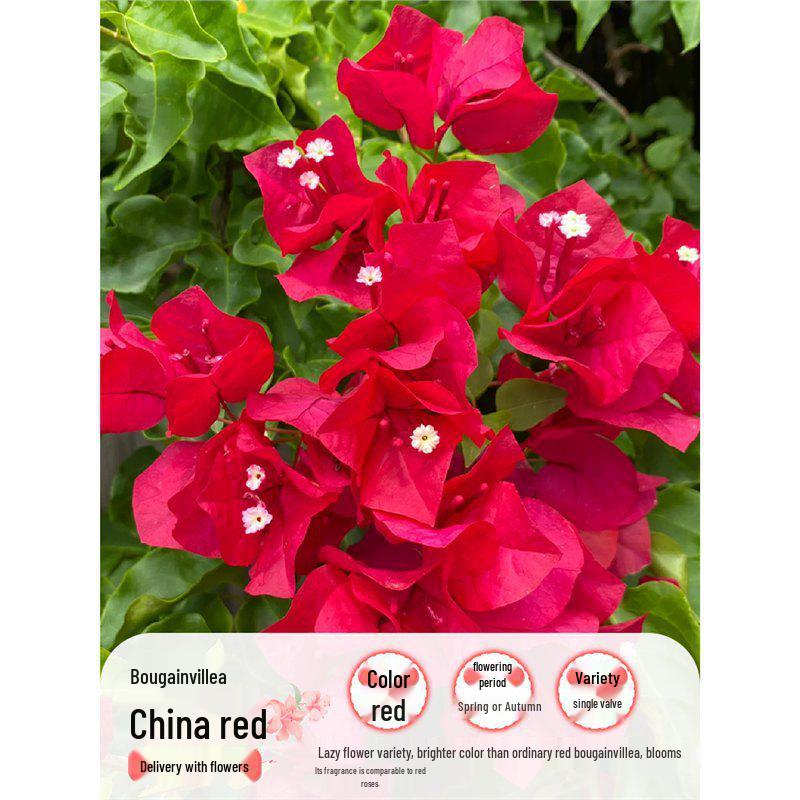 Large Bougainvillea Climbing Plant with Flowers - Indoor/Outdoor Greenery for Balcony and Courtyard