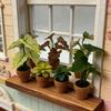 1:12 Dollhouse Miniature Plant  Miniature Dollhouse Decorations