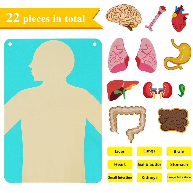 Human Body Model Felt for Kid Teaching Body Parts Felt Board Stories Sensory Activitie Toy Preschool Teaching Story Travel Board