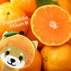 [LamPlanning] [Series-2] Traveling Mameshiba Keychain Mascot Ball Chain Bag Charm Cute Fluffy Shiba Inu Mameshiba Soothing (Orange)