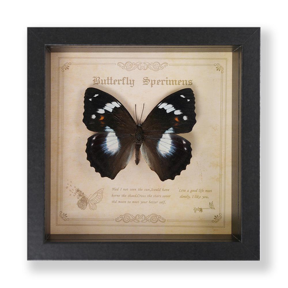 Green Banded Swallowtail Butterfly Specimen Decorative Painting - Real Insect for Display