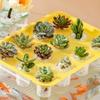 Transparent Hydroponic Grow Fish Tank Self-Cleaning Healthy Environment Planting Container Soilless Cultivation