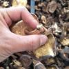 Yunnan Plateau Specialty: Wild Dried Shiitake Mushrooms
