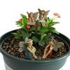 Mini Fairies Figurines Cute Clear Pattern Resin Miniature Fairy Sculpture for Fairy Garden